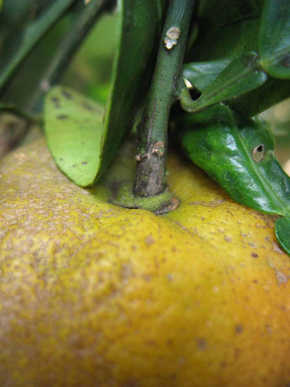              Fruit (Winter Haven, FL)       